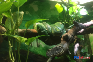 Visita el Zoológico de la ciudad del Filadelfia 